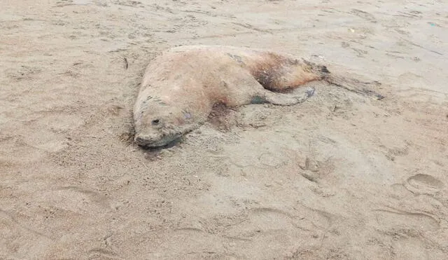 Una decena de lobos marinos fueron hallados en las orillas de la playa El Dorado, ubicada en Áncash. Foto. Andina