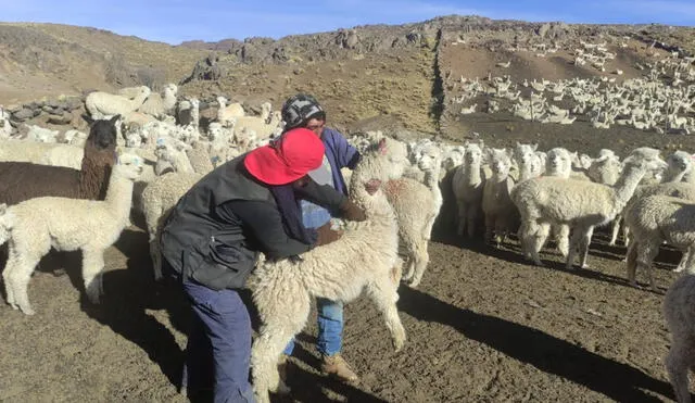 Los kits fueron distribuidos a un total de 2.600 productores pecuarios de 10 provincias de Cusco. Foto: Agro Rural