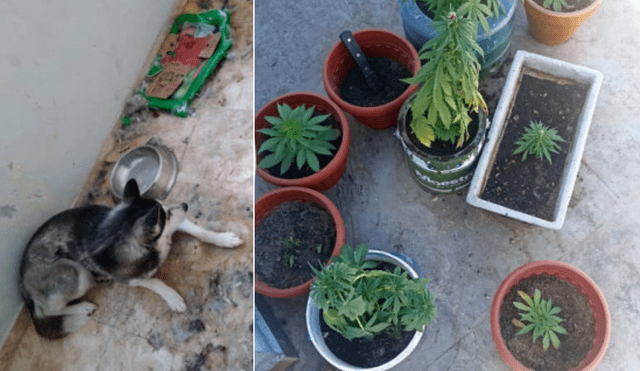 El perro y las macetas de marihuana se encontraban abandonados. Foto: composición LR/Radio Yaraví