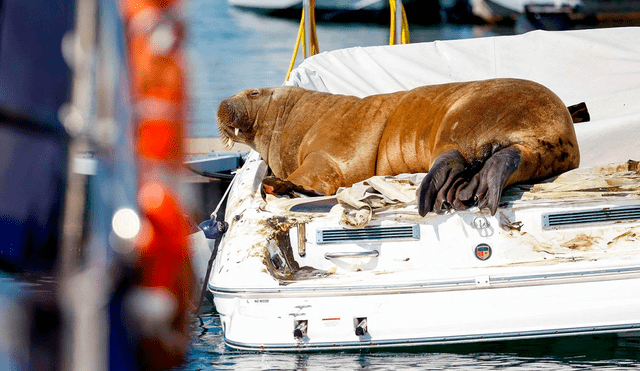 En la imagen se aprecia a Freya descansando en un barco, en el fiordo de Oslo, Noruega. Foto: CNN.