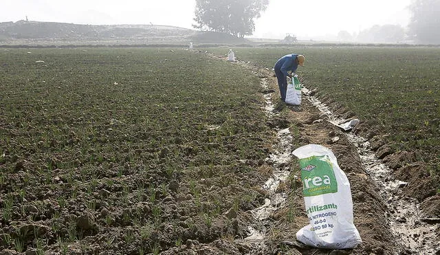Fertilizante. Urea llegaría en setiembre y se repartirá a agricultores con hasta 5 hectáreas. Foto: Marco Cotrina/ La República