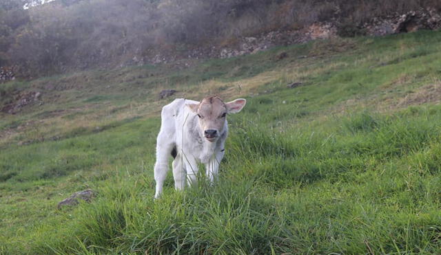 Nació el primer becerro por inseminación artificial en la provincia de Sihuas (Áncash). Foto: Facebook-Municipalidad de Huayllabamba