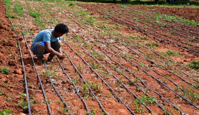 Campesinos han mejorado su economía con aumento de cosecha. Foto: GRLL