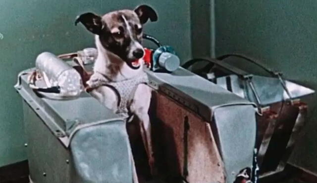 Tras superar las duras pruebas a las que fue sometida, Laika fue la elegida para morir en el espacio y entrar en la historia. Foto: BBC