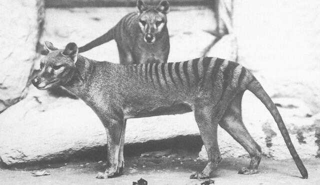 El último ejemplar del tigre de Tasmania murió en la década del 30 luego de que se incentivara su caza en Australia. Foto: Wikimedia Commons / E.J. Keller / Smithsonian Institution