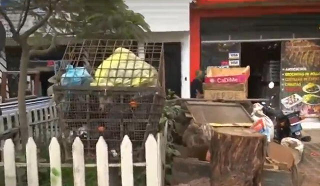 La leña que se utiliza en una pollería estaba ubicada en la vereda, afuera del lugar. Foto: captura ATV