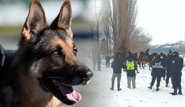 El dueño de la mascota inmediatamente llamó a las autoridades luego del hallazgo. Foto: imagen referencial AFP/ TodoNoticias