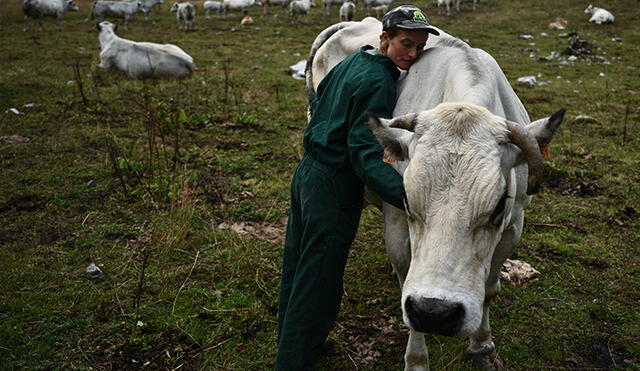 Pastor cuida a una vaca que está dando a luz en el pasto de montaña alpeggio valanghe en Marmora, Valle de Maira, cerca de Cuneo, Región de los Alpes, Noroeste de Italia. Foto: AFP