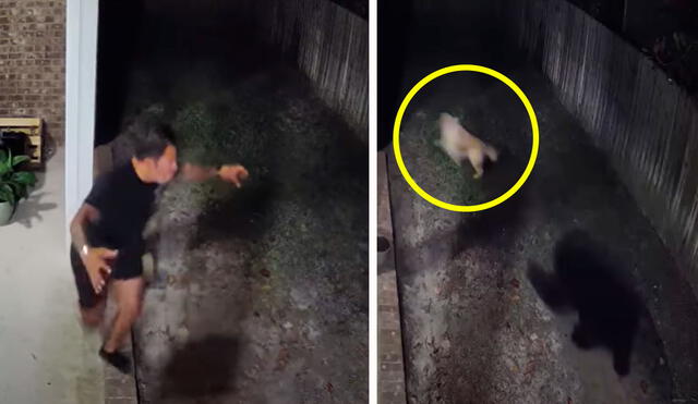 El perro quiso botar al oso luego que se metió a su hogar repentinamente durante la noche, pero casi sale herido. Foto: composición LR/YouTube/CBSNews