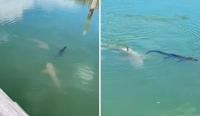 Un turista grabó el preciso momento en que los tiburones se agruparon y se acercaron de manera sigilosa a su víctima. Foto: composición LR/YouTube/Clarín