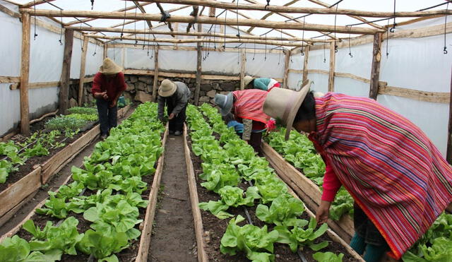 Los vegetales acopiados por unidades fueron liderados por la lechuga, con 14.292 unidades. Foto: Agro Rural