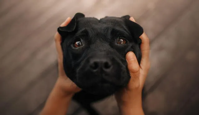 Los perros acumulan lágrimas en sus ojos ante emociones positivas. Foto: The Scientist