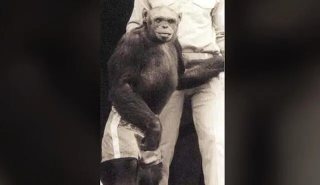 El primate Oliver al que se le adjudicó falsamente ser un híbrido mono-humano. Foto: referencial/Wikimedia Commons