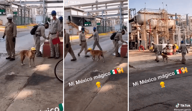 Con casco de seguridad, el perrito se paseaba por la fábrica industrial en México. Foto: composición LR/captura de TikTok/@Brayam.garcia