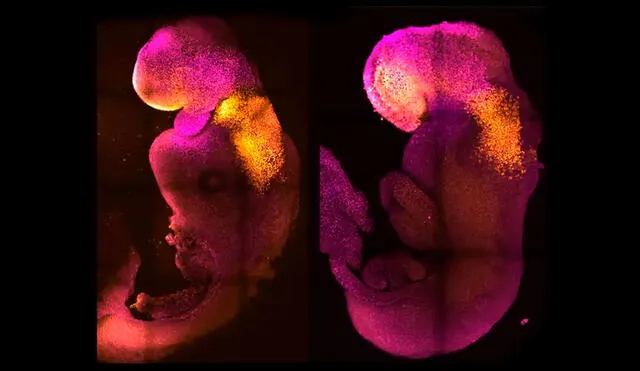 Comparación entre el embrión sintético (izquierda) y natural (derecha). Ambos muestran un cerebro y corazón en formación. Foto: Amadei and Handford