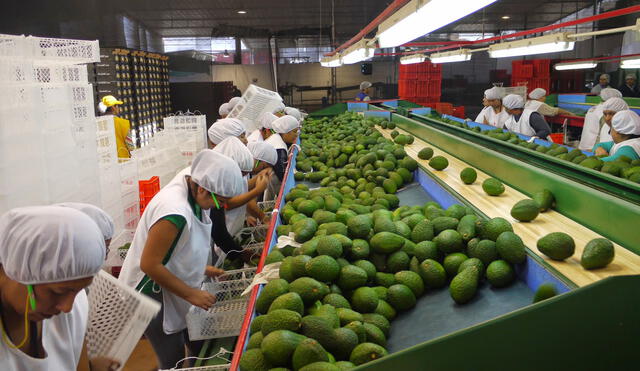 Con las facilidades del megapuerto de Chancay, el crecimiento de las agroexportadoras continuará.  Foto: La República