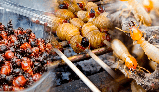 Los insectos son famosos en Colombia, donde pueden degustarse ya sea cocinados o crudos. Foto: composición LR/ Jazmin Ceras