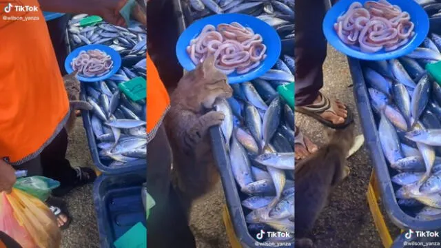 El gatito actuó rápido y se llevó un pescado. Foto: composición LR/@wilson_yanza/TikTok