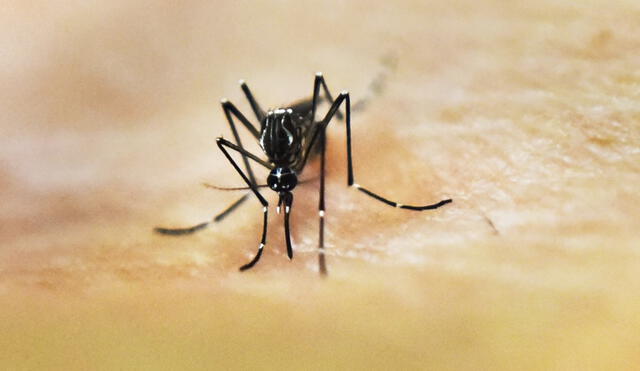 Los mosquitos se nutren de la sangre de los animales y los seres humanos. Foto: AFP