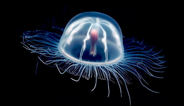 Turritopsis dohrnii, conocida con la medusa inmortal. Foto: medusas.org