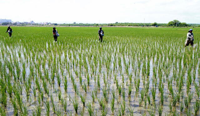 Campos de cultivo de arroz en Piura. Foto: IPE