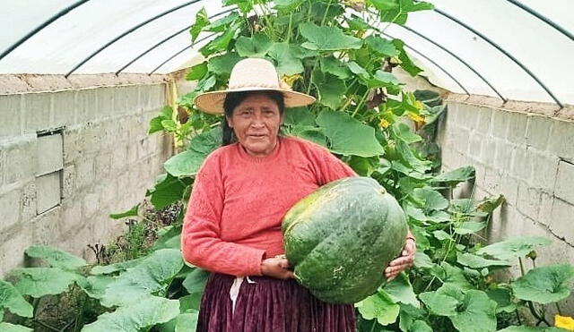 Según el Censo Nacional Agrario (Cenagro), las mujeres productoras agrarias representan el 30% de los productores agrícolas a nivel nacional y 46% en el ámbito rural. Foto: Agro Rural