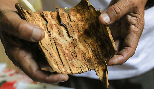 Un investigador sostiene una pieza de corteza del árbol de la quina (Cinchona officinalis). Foto: AFP