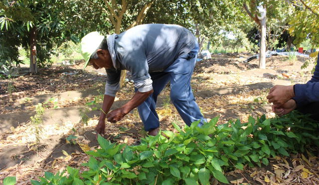 El 94% de los productores orgánicos pertenecen a la agricultura familiar. Foto: La República