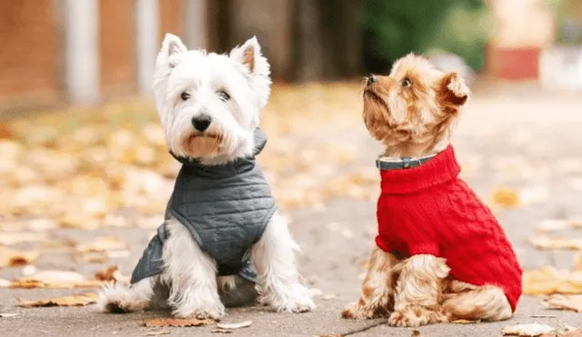 Los perros se ven bastante tiernos cuando se les coloca ropa. Foto: Shutterstock