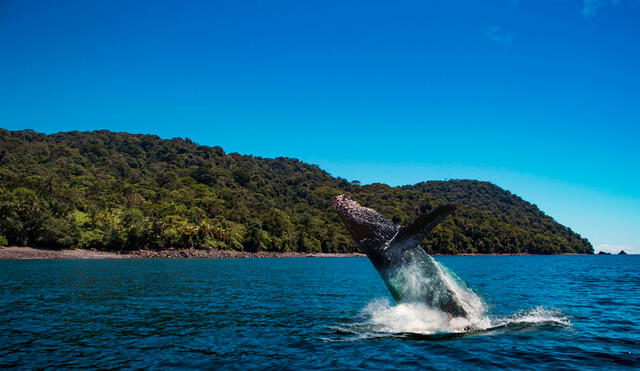 La Isla Gorgona es un parque nacional donde se pueden ver de cerca a las ballenas. Foto: Isla Gorgona