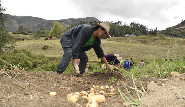 La mayoría de pobladores de Sanagorán se dedican a la agricultura. Foto: La República