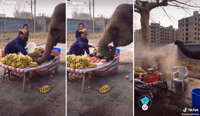 El video del elefante ha logrado más de 8,2 millones de visualizaciones en redes sociales. Foto: composición LR/captura de TikTok/@DeepWebFinds