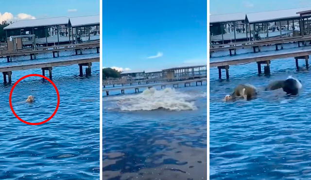 Mientras veía a su mascota divertirse en el agua, la joven gritó de la desesperación al ser testigo de la terrible escena. Foto: composición LR/YouTube/Clarín