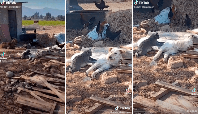 El perrito lucía muy relajado con los masajes que le brindaba su amigo michifus. Foto: composición LR/captura de TikTok/@Eddy_alexander