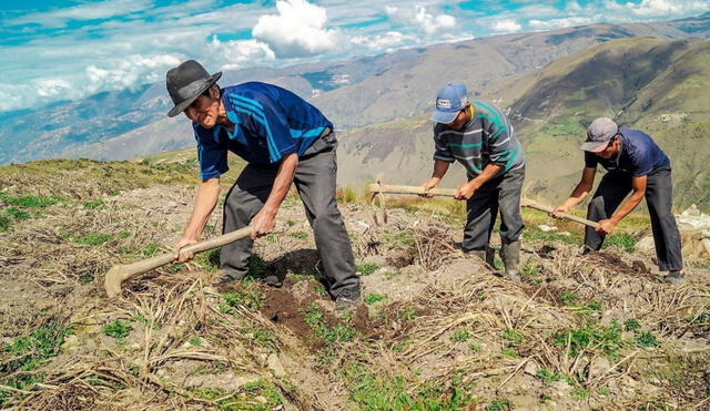 A la fecha, el Padrón de Productores Agrarios a registrado a más de 600.000 agricultores. Foto: Andina