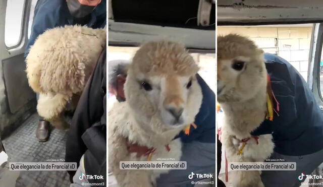 Cientos de usuarios mostraron su sorpresa por lo sucedido. Foto: composición LR/captura de TikTok/@criszmont3