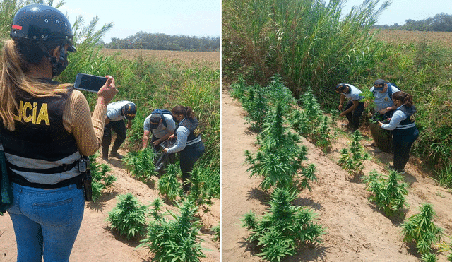 Fiscales y policías participaron en diligencia de hallazgo de cultivo de marihuana. Foto: Composición LR/PNP