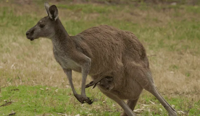 El canguro representaba una amenaza. Debido a ello, los policías sacrificaron al marsupial con un arma de fuego. Foto: AFP