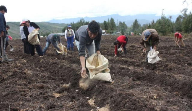El Ministerio de Agricultura entregará un subsidio para fertilizantes a agricultores con menos de 10 hectáreas de cultivos. Foto: Andina