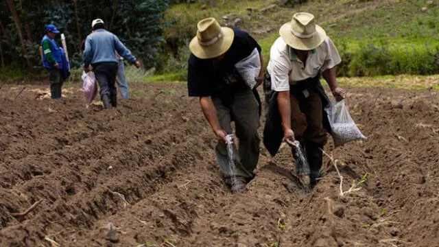 Los agricultores, para recibir el subsidio, deberán estar registrados en el Padrón de Productores Agrarios (PPA). Foto: Midagri