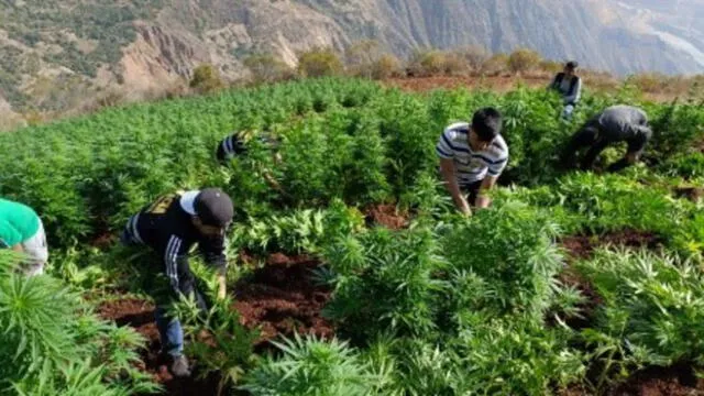 Operativo se ejecutó en el sector Cachimarca, del distrito Cochorco, en la provincia Sánchez Carrión. Foto: PNP