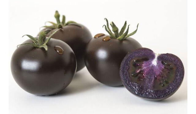Tomates morados genéticamente modificados. Foto: NPS