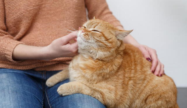 Aprende a identificar cómo le gusta a tu gato que lo acaricies. Foto: Global mascota