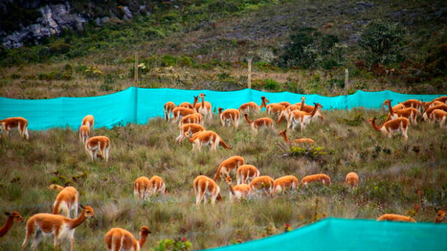 Repoblamiento de vicuñas en comunidades de Cutervo y San Pablo en la región Cajamarca. Foto: GRC.