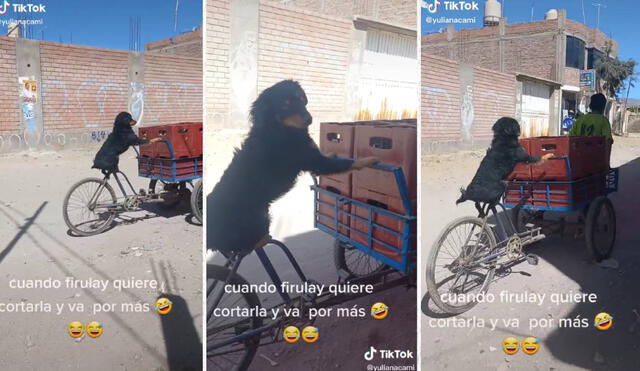 El perro se bajó del triciclo al darse cuenta que lo grababan. Foto: composición LR/captura de TikTok/@yulianacami