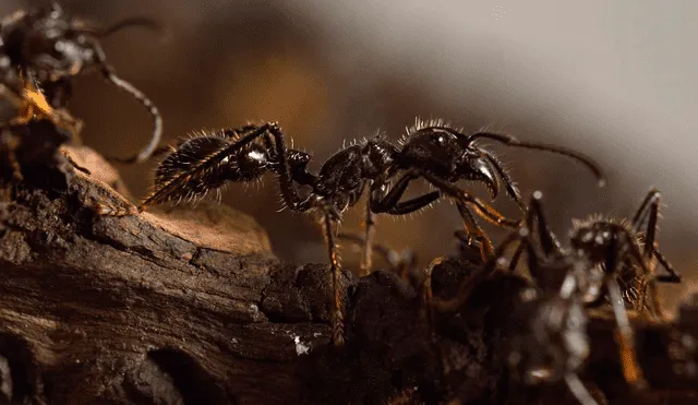 Estudios revelan la importancia de tener a estos insectos en el planeta Tierra. Foto: AFP