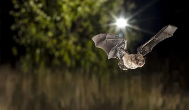 El estudio buscará identificar diversas especies, entre ellas los murciélagos. Foto: Christian Giese / Universidad de Leibniz
