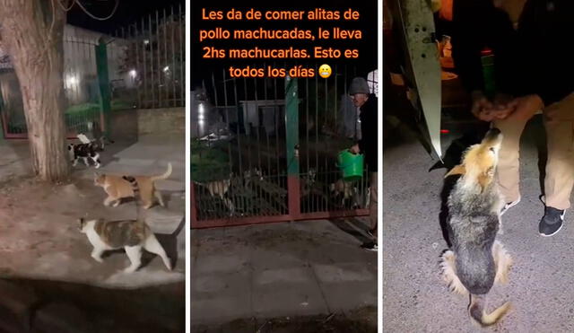 A bordo de un carro, ambos hicieron varias paradas para alimentar a los perros y gatos que los esperaban pacientes. Foto: composición LR/TikTok/@lokyarg