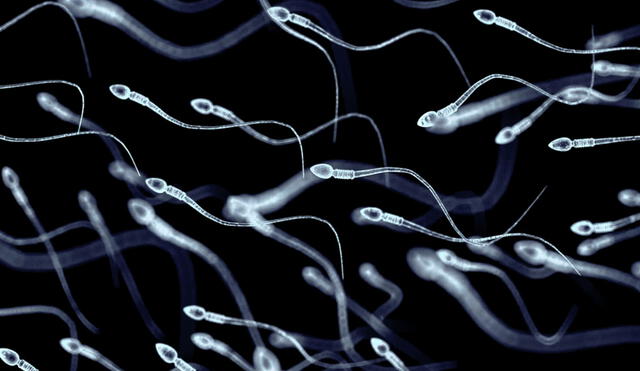 Ilustración de un grupo de espermatozoides. Foto: Washington State University