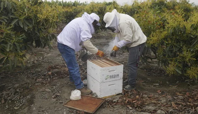 El frío no solo genera que las abejas no salgan a alimentarse, sino que puede ocasionar que la colmena se enferme. Foto: Sedir